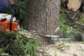 Best Tree Mulching  in Gerdine, AL